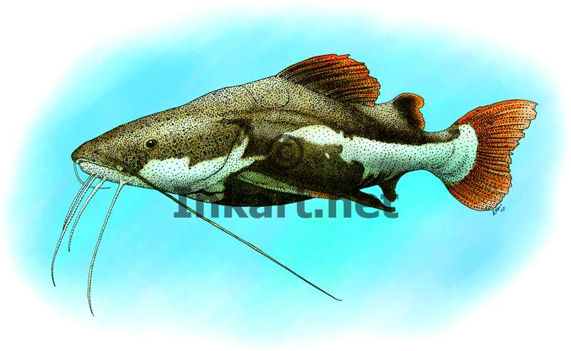 800x492 Red Tailed Catfish (Phractocephalus Hemioliopterus) Stock Art