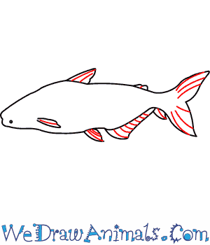 300x350 How To Draw A Giant Catfish