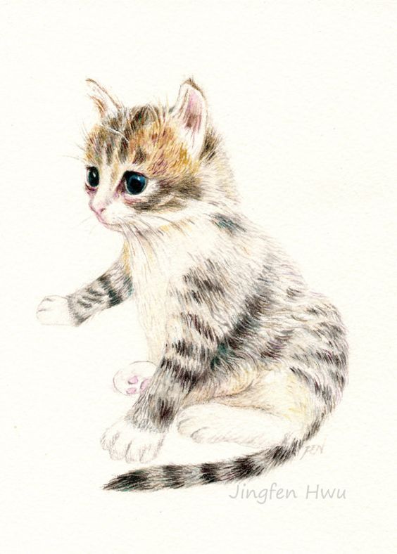 564x788 Cat Art Print Of Original Drawing, A Cute Kitten, Cat Lover's Gift