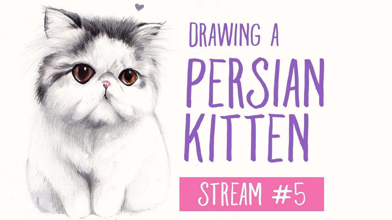 1280x720 Drawing A Persian Kitten