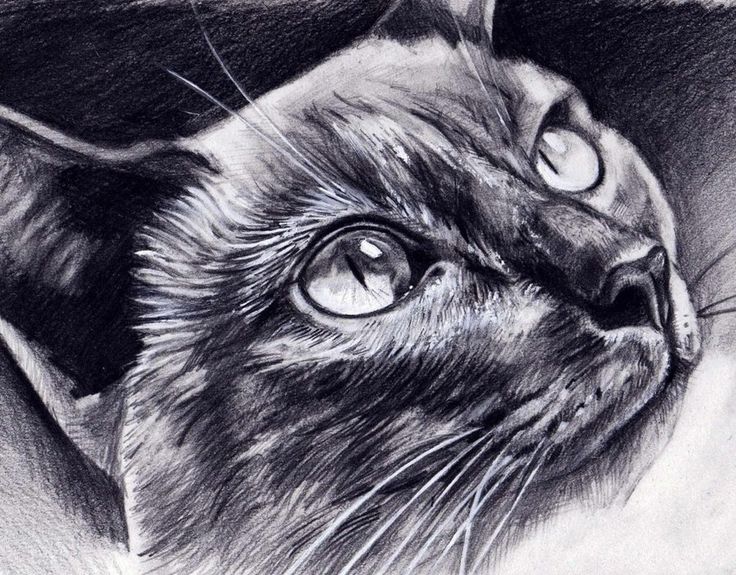 736x575 9 Best Cat Eyes Images On Drawing Techniques, Cat