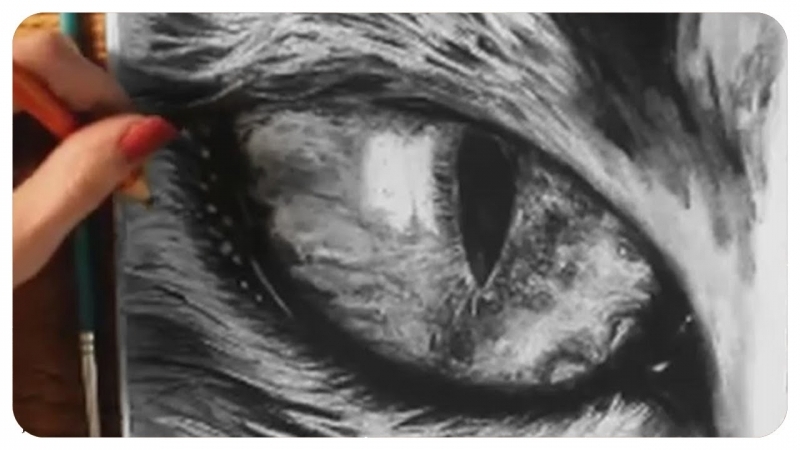 800x450 Siamese How To Draw A Cat Eye