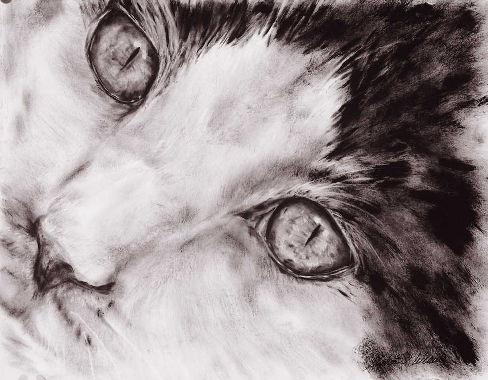 986x768 Close Up Of Cat 11 X 14 Dry Brush Oil Painting Artist