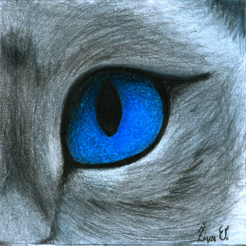 787x786 Siamese Cat Eye By Zivazivc21