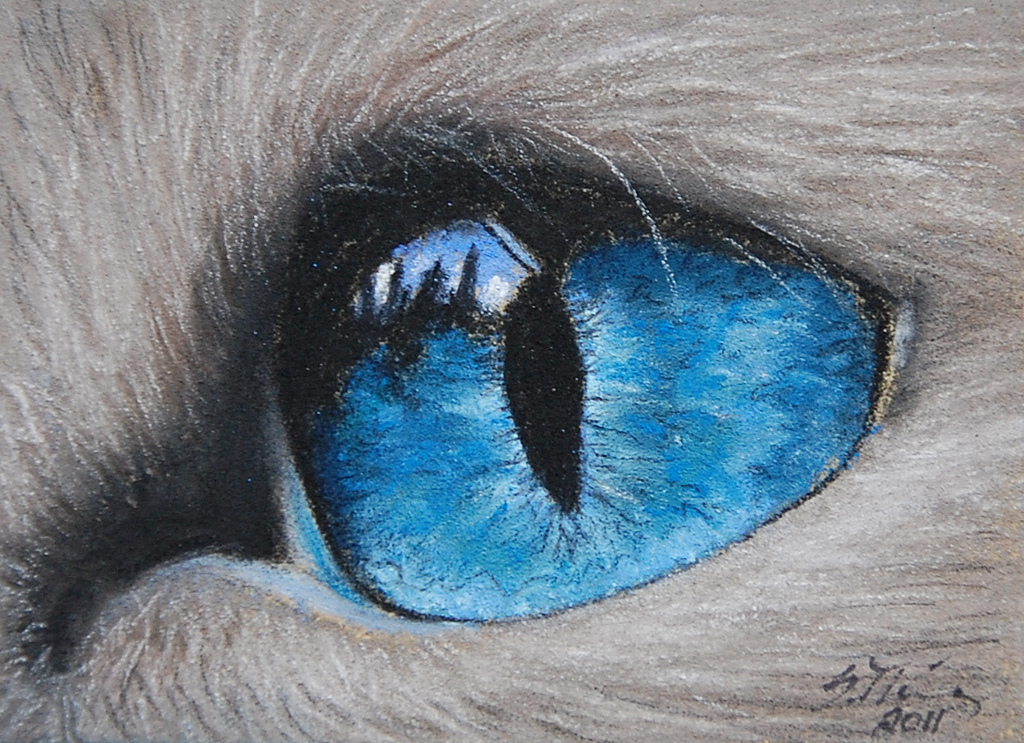 1024x743 White Cat Blue Eye Pastel Drawing Nordlichter4