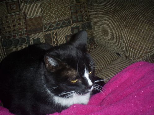 496x372 How To Draw A Cat Picture Step By Step Drawing Hubpages