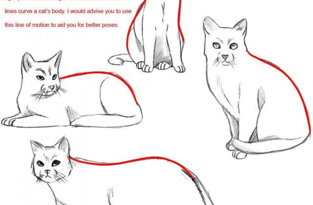 640x420 Tag For How To Draw A Cat Step By Step How To Draw A Cat Step By
