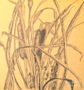 280x300 Cattail Drawings