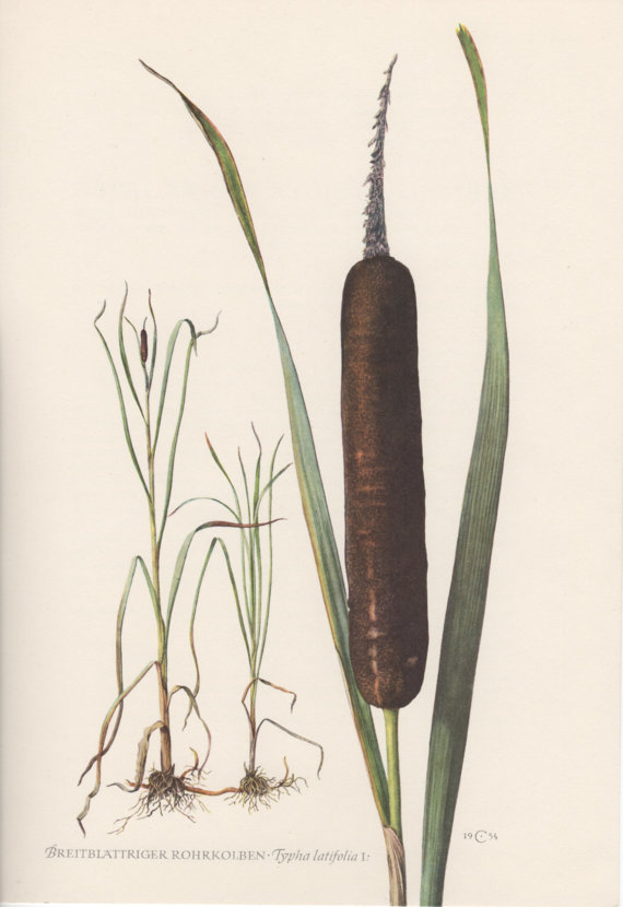 570x830 1954 Bulrush Botanical Print Vintage Lithograph Flora Illustration