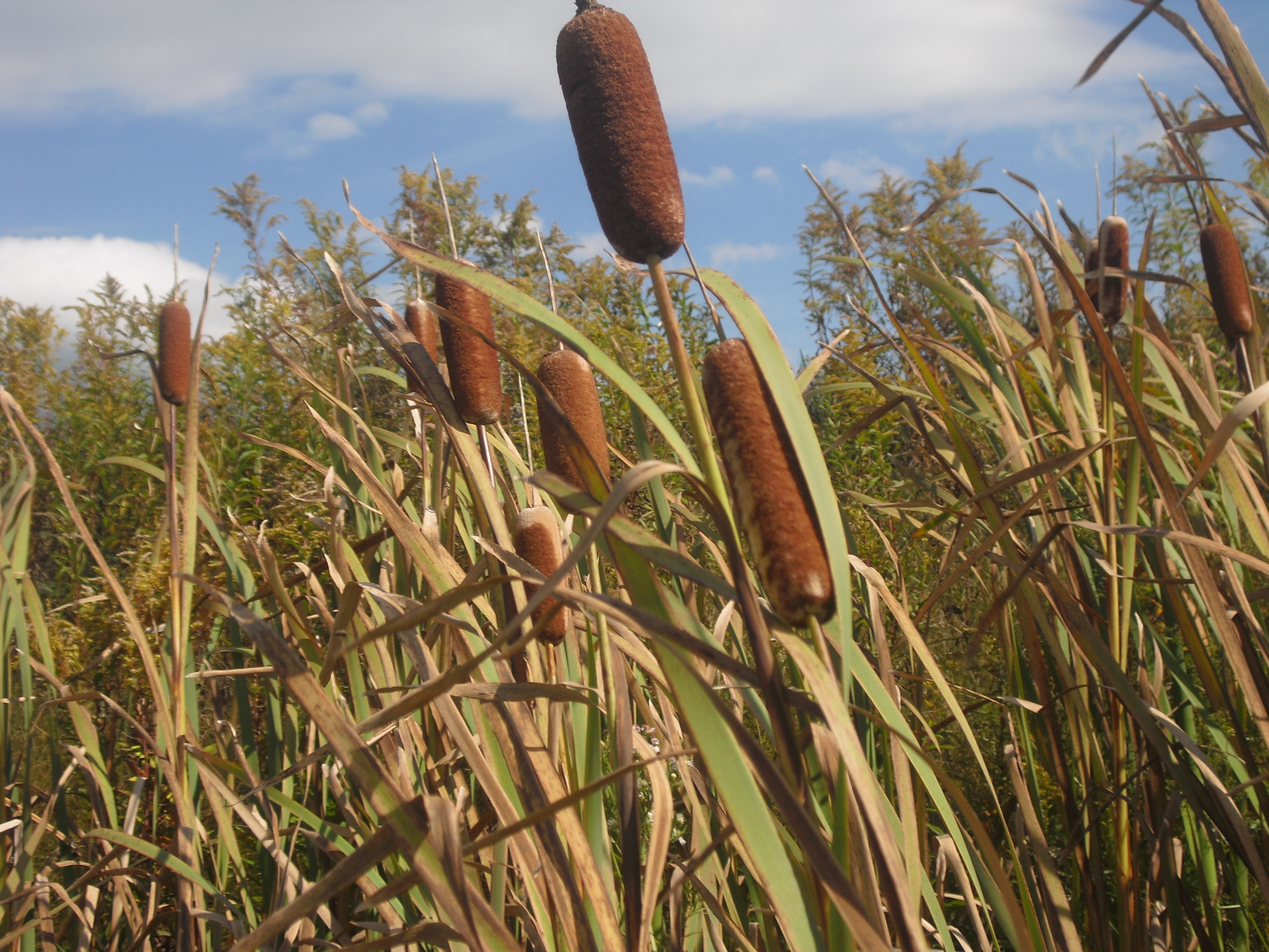3648x2736 The Removal Of An Invasive Species Of Cattail In Northern Michigan