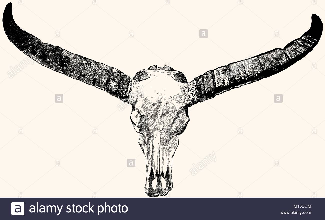 1300x879 Ink Pen Hand Drawing Of A Bull Skull Stock Vector Art
