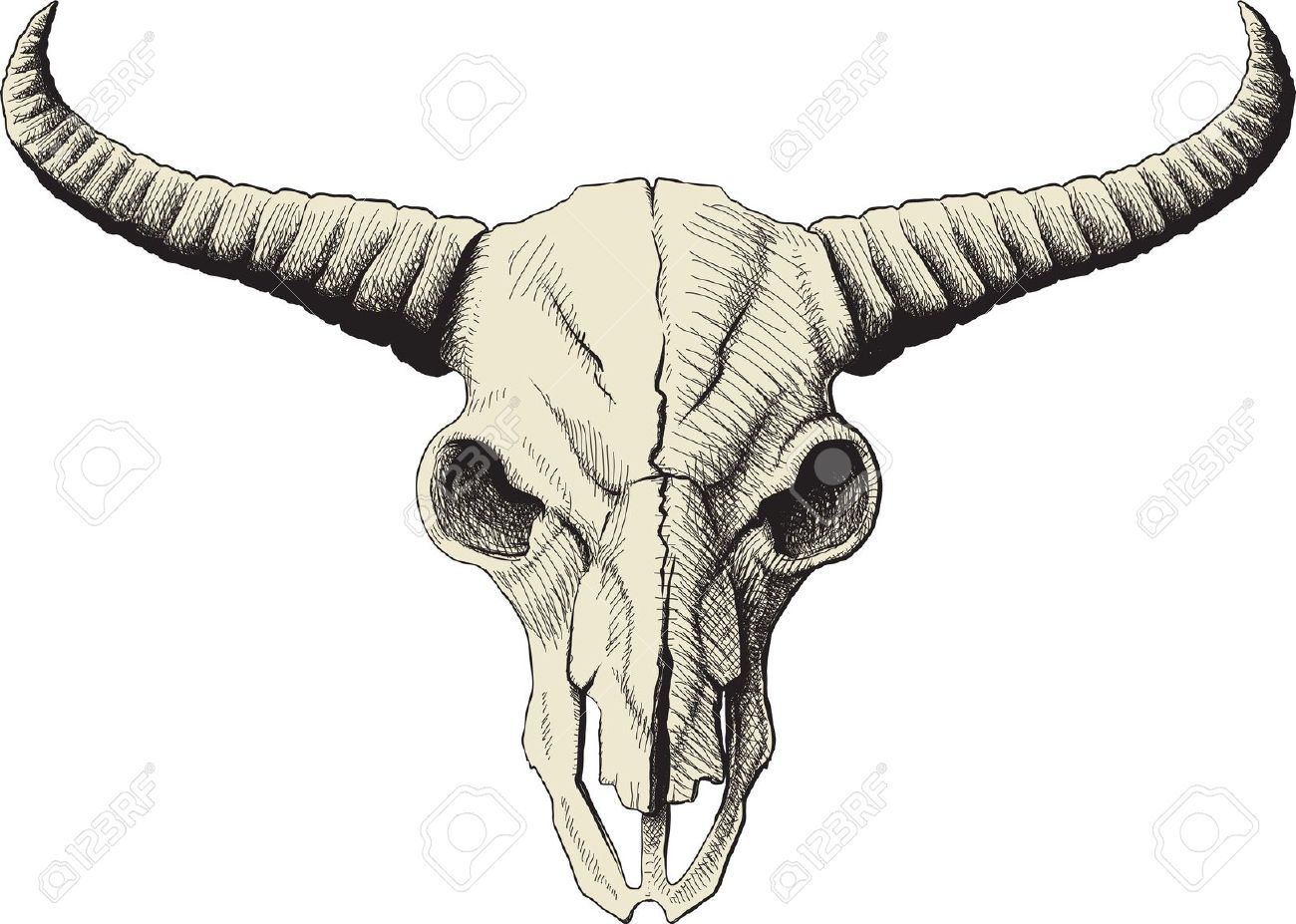 Cattle Skull Drawing at GetDrawings | Free download