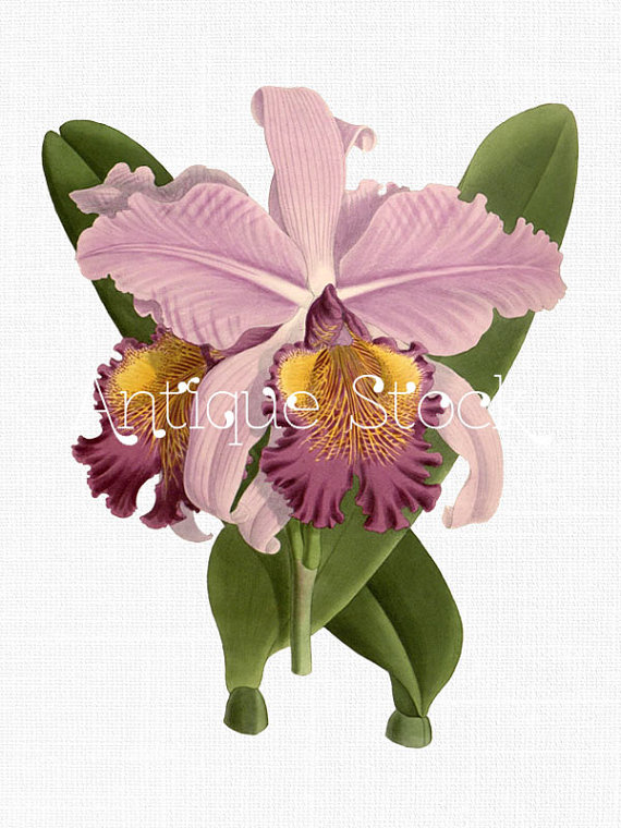 570x760 Orchid Old Image