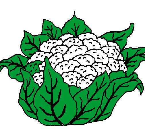 505x470 Colored Page Cauliflower Painted By Emily