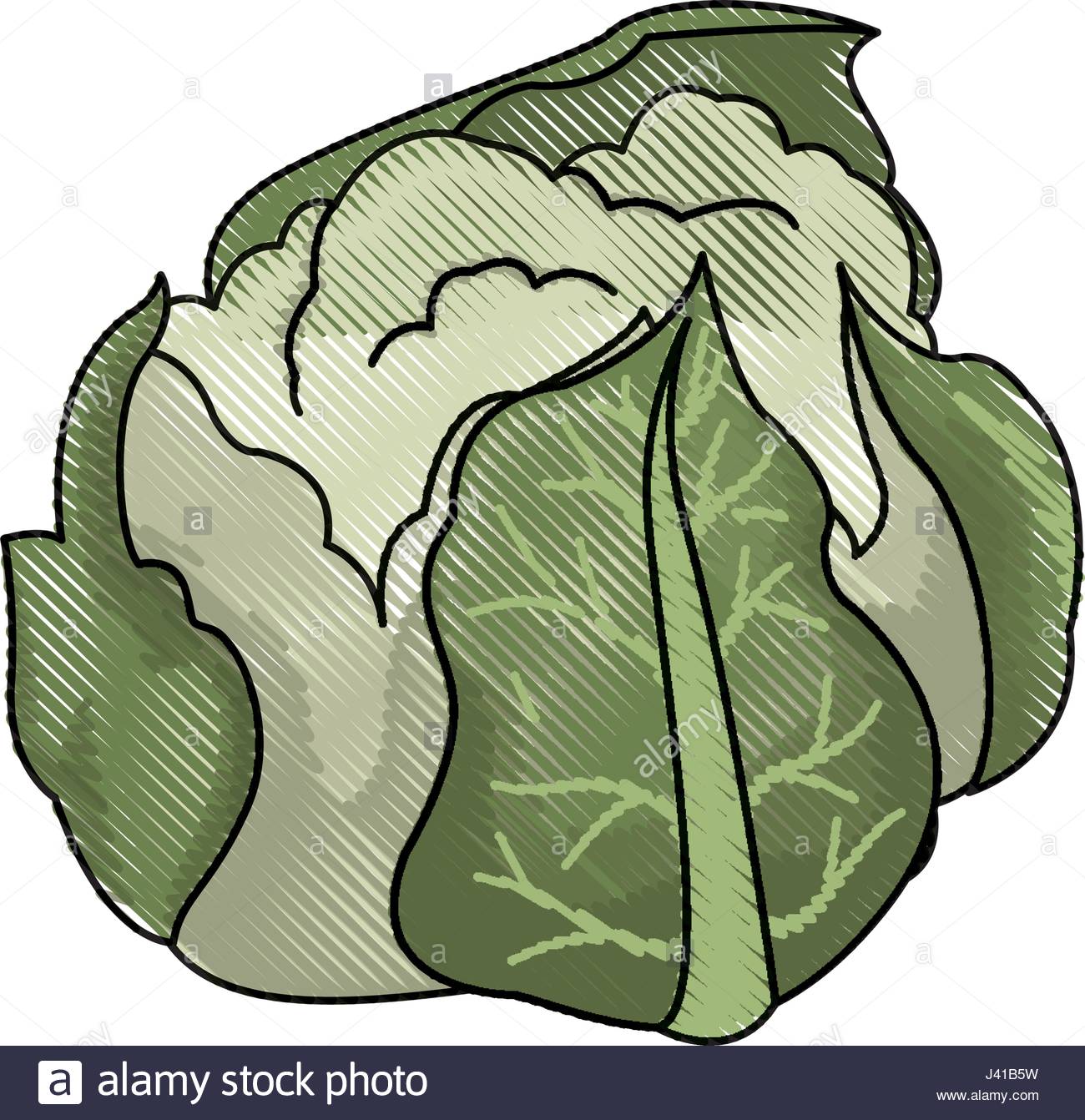 1300x1342 Drawing Cauliflower Vegetable Nutrition Food Healthy Stock Vector