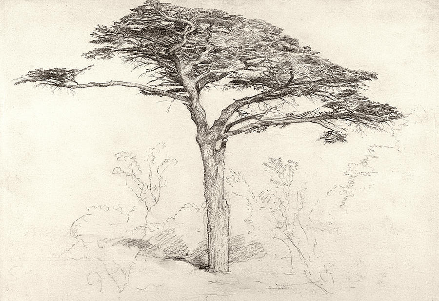 900x617 Old Cedar Tree In Botanic Garden Chelsea Drawing By Samuel Palmer