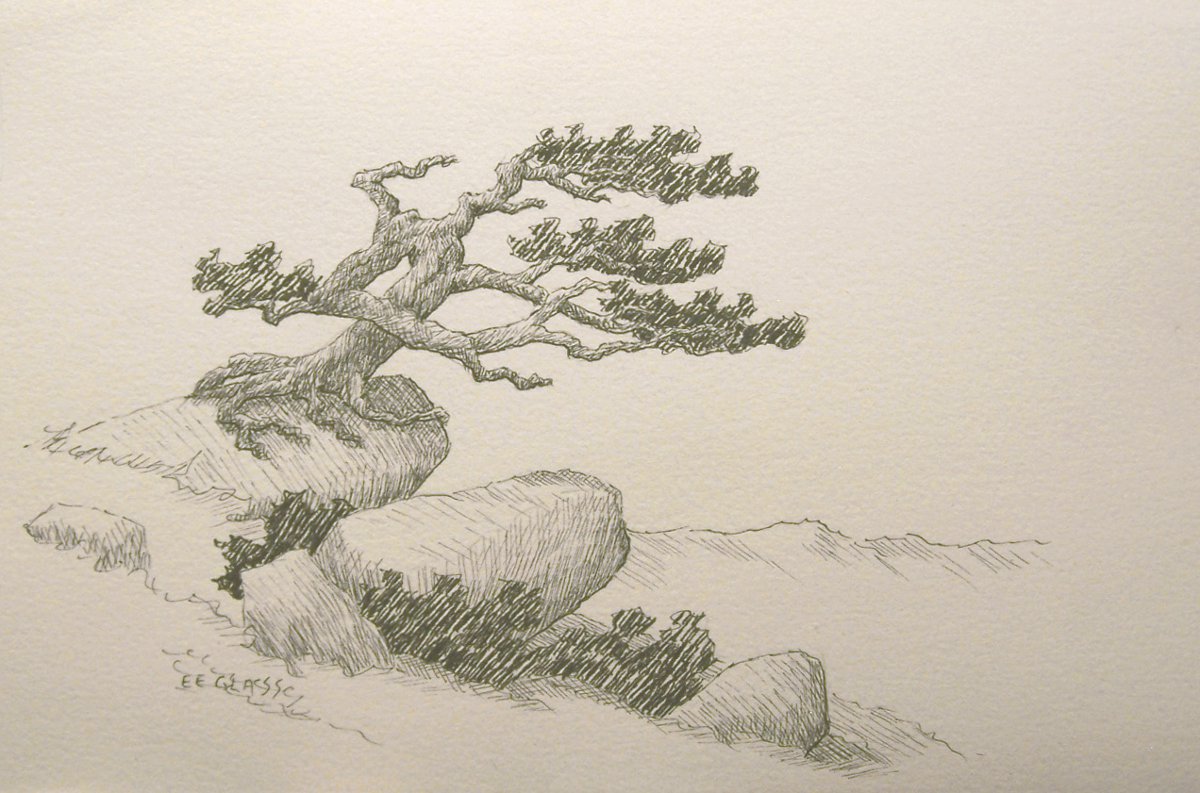 1200x793 Pin By Karen Looker On Black Amp White Cedar Trees