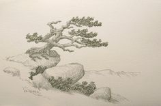 236x155 Cedar Tree I Like The Strength In This Tattoo Ideas