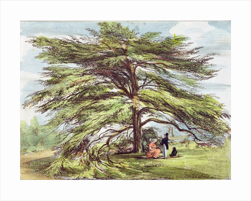 500x400 Cedar Tree Posters Cedar Tree Prints