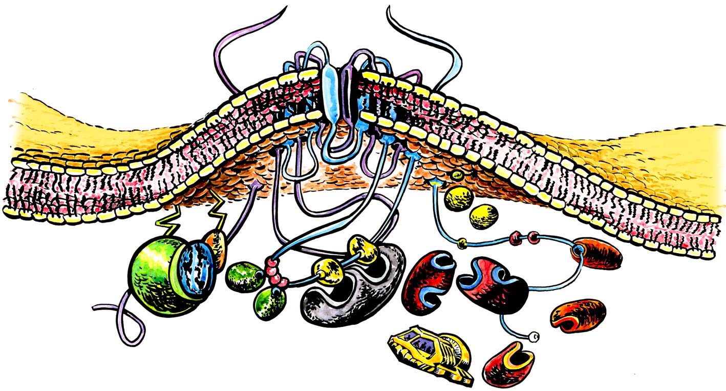 1418x763 Igor Stagljar Lab Website Update