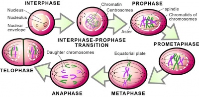 Cell Division Drawing at GetDrawings | Free download