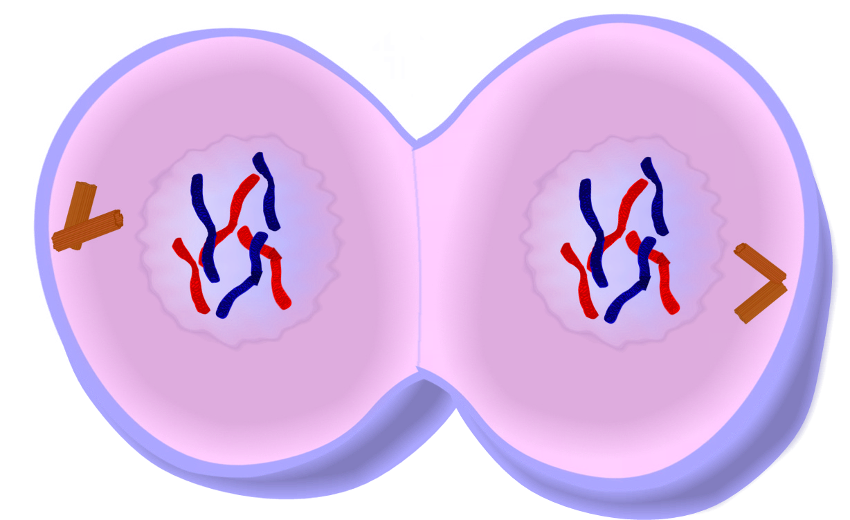 1228x752 Cell Drawings