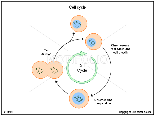 500x375 Cell Cycle Illustrations