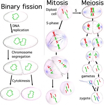 350x355 Cell Division