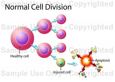 400x283 Normal Cell Division