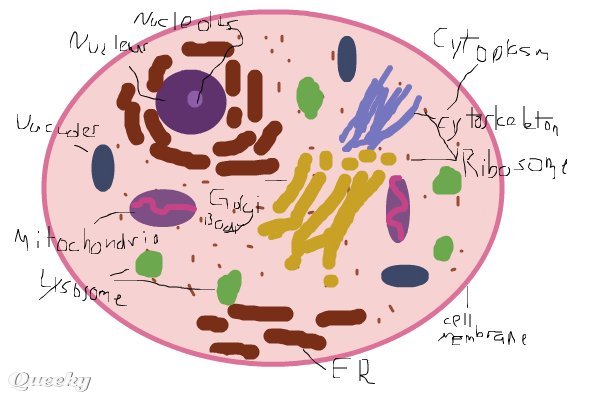 600x400 Animal Cell An Animals Speedpaint Drawing By Johnstrang