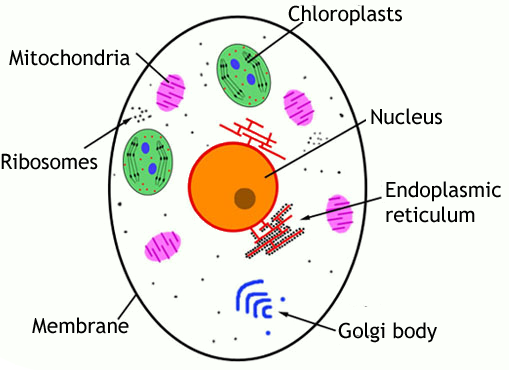 509x370 Cell Diagram