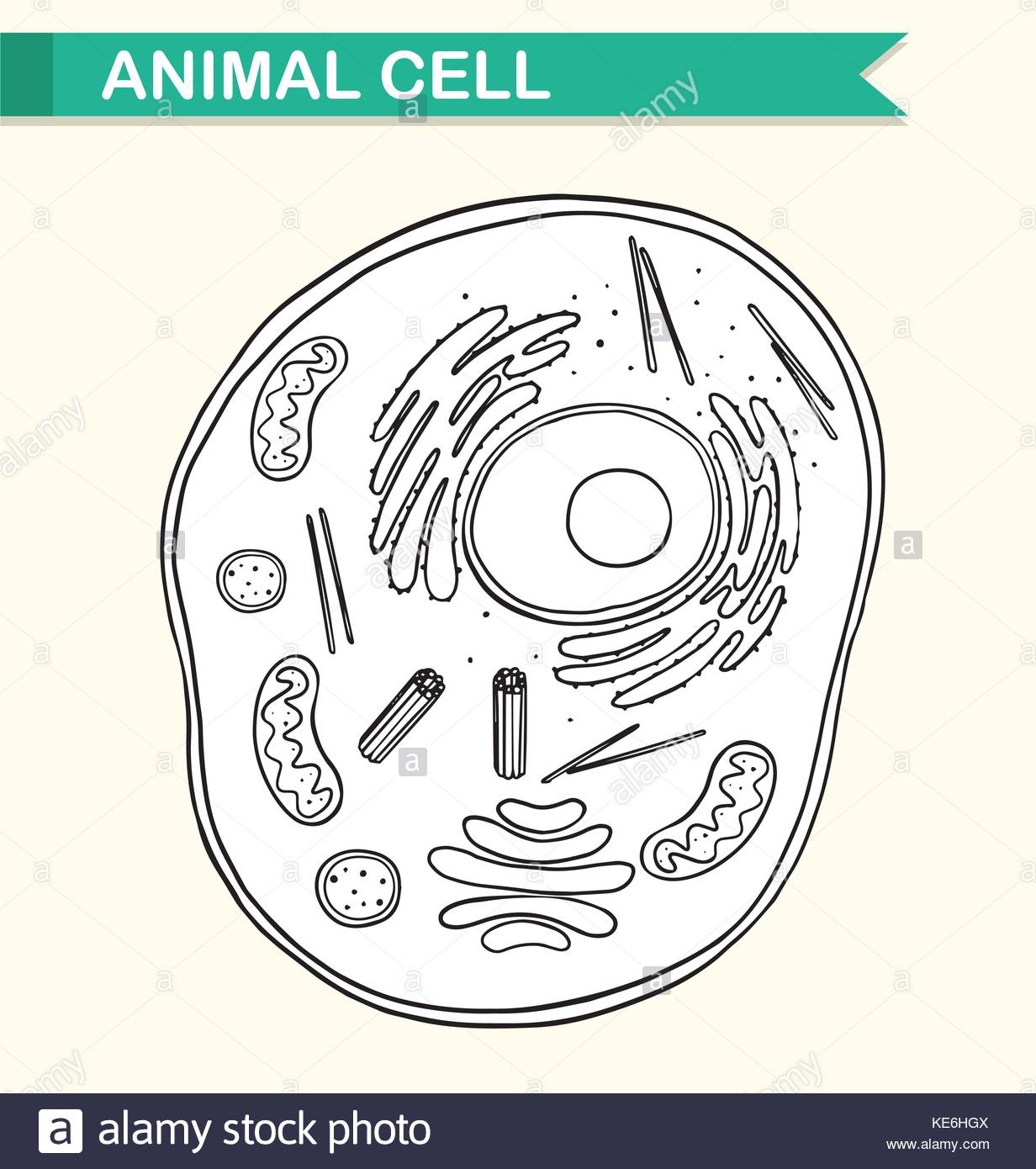 1232x1390 Diagram Showing Animal Cell Illustration Stock Vector Art
