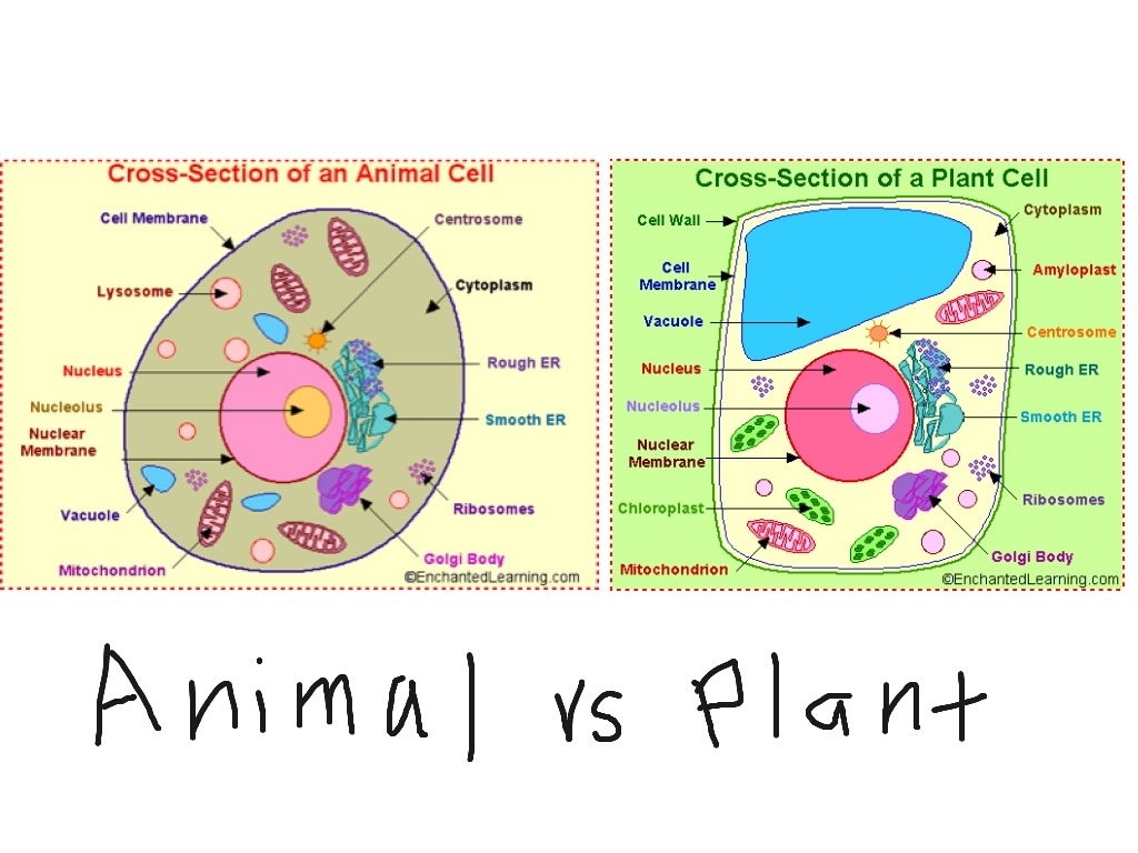 1024x768 Drawing Of Plant Cell And Animal Cell