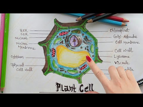 480x360 How To Draw Plant Cell Step By Step Tutorial For Beginner