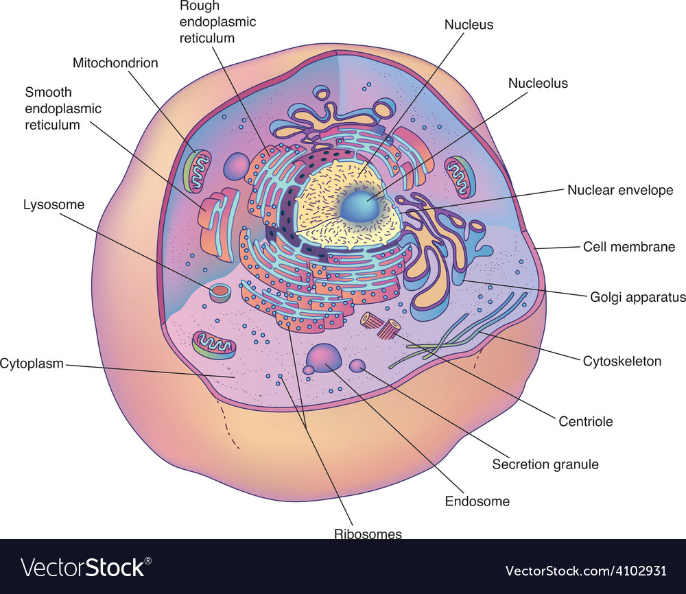1000x866 Photos Diagram Of A Animal Cell,