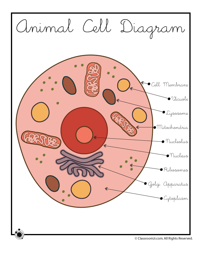 680x880 Parts Of An Animal Cell (C1, W3) Cc Cycle 1 Animal