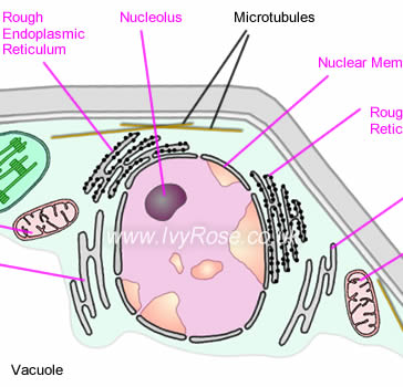 364x350 Plant Cell Structure