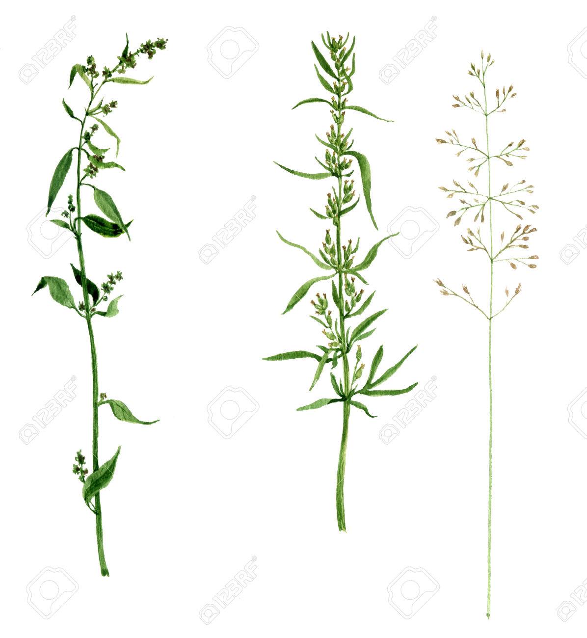 1196x1300 Set Of Watercolor Drawing Wild Flowers And Cereal Herbs, Isolated