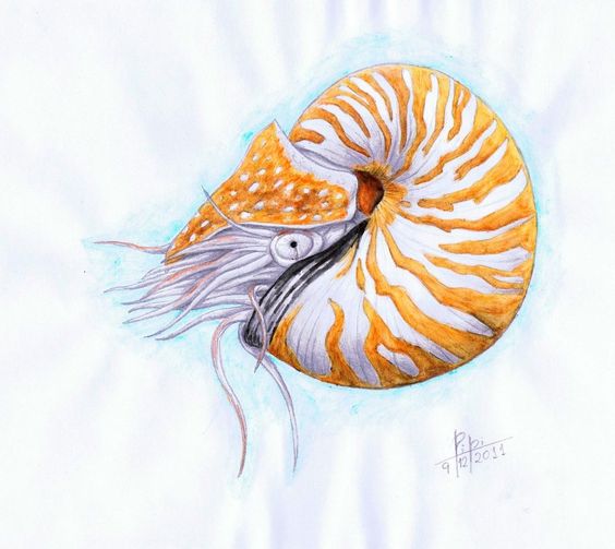 564x503 Nautiluses Are An Order Of Cephalopods That Live Between 100