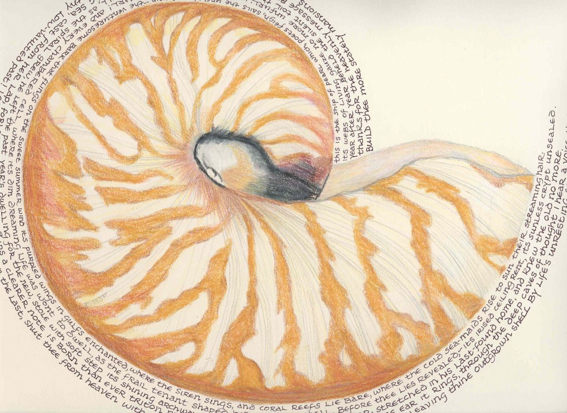 1155x843 The Chambered Nautilus Drawing Conclusions