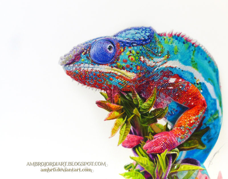 800x628 Chameleon By Ambr0