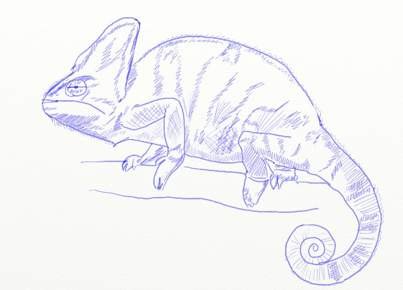 800x576 How To Draw A Chameleon