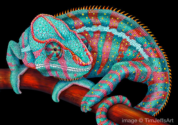 570x401 Panther Chameleon Blue Colored Pencil Drawing