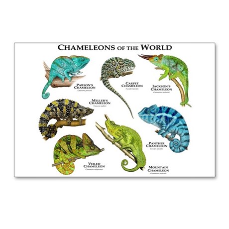 460x460 Chameleon Drawing Postcards Chameleon Drawing Post Card Design