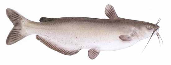 550x209 Channel Catfish (Ictalurus Punctatus)