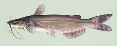 380x150 Channel Catfish State Fish State Symbols Usa