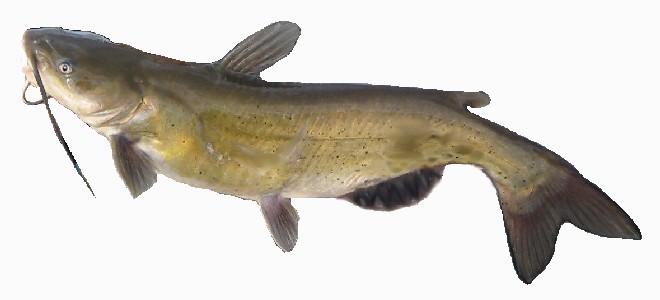 660x300 Colorado Fishing Fish Species Of Colorado