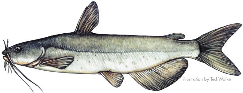 792x304 Catfish Drawing