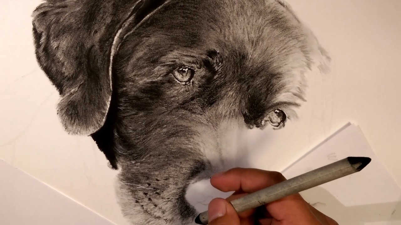 1280x720 How To Draw Fur With Charcoal Pencils