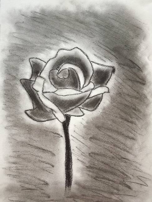 488x650 Stunning Flowers Charcoal Drawings And Illustrations For Sale